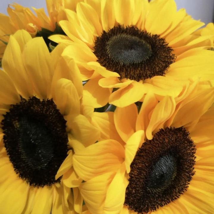 Guillermina Partida Astorga