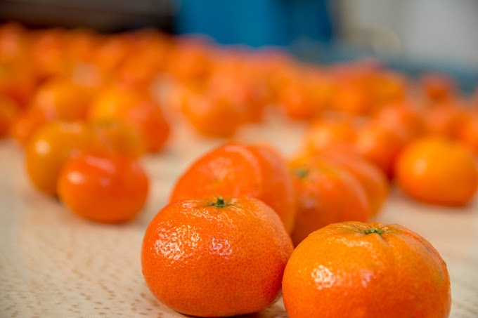 Mariana Ferreira Baratta