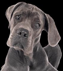 Josue Mendoza
