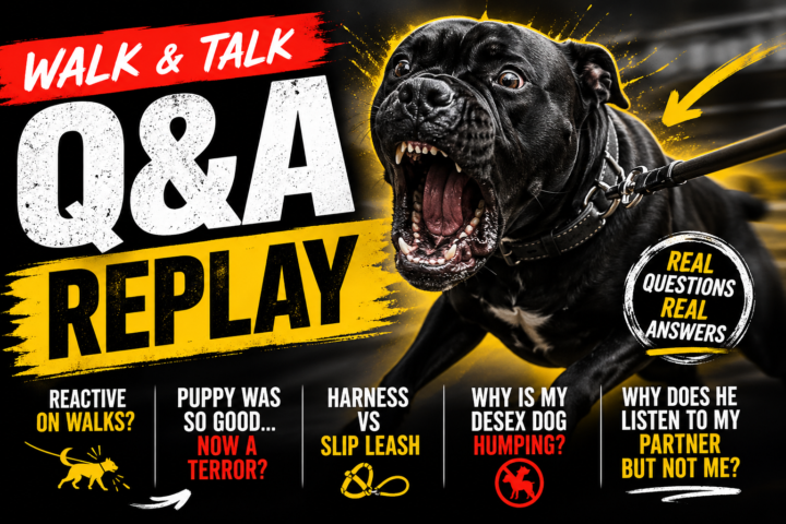 🎥 Walk & Talk Q&A Replay is LIVE