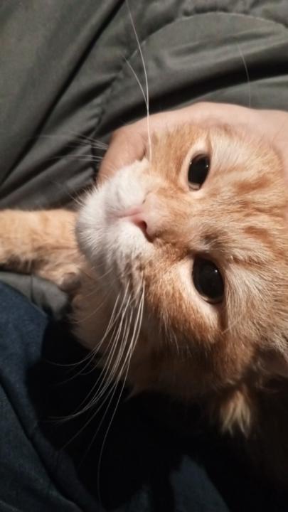 ريتاج عبد الملك