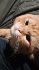 ريتاج عبد الملك