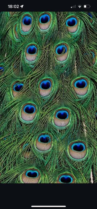 Eileen Schuster