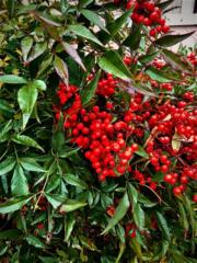 Henriette Mészáros