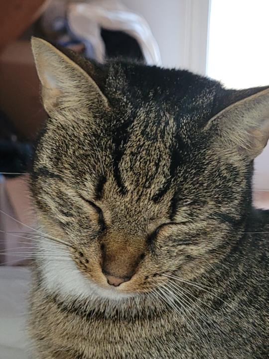 Lucille van der Most