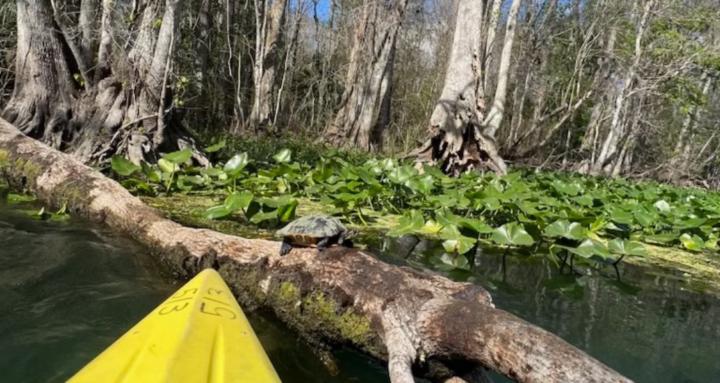 Intercoastal kayaking