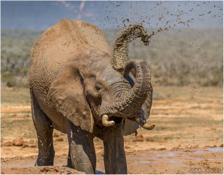 🐘💦 The Day an Elephant Taught Me the True Meaning of “Self‑Care”