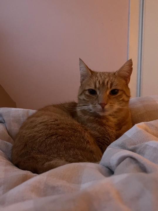 Zuzu M