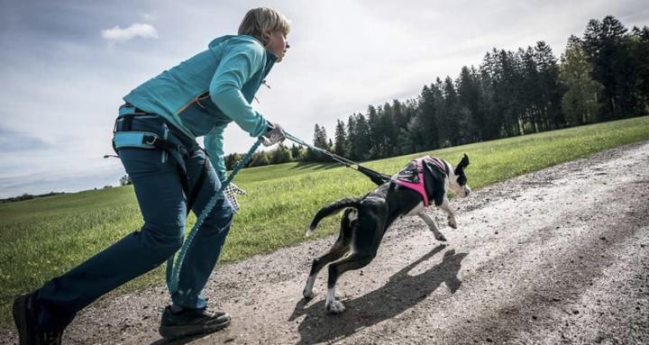 StrongDog Training Circle