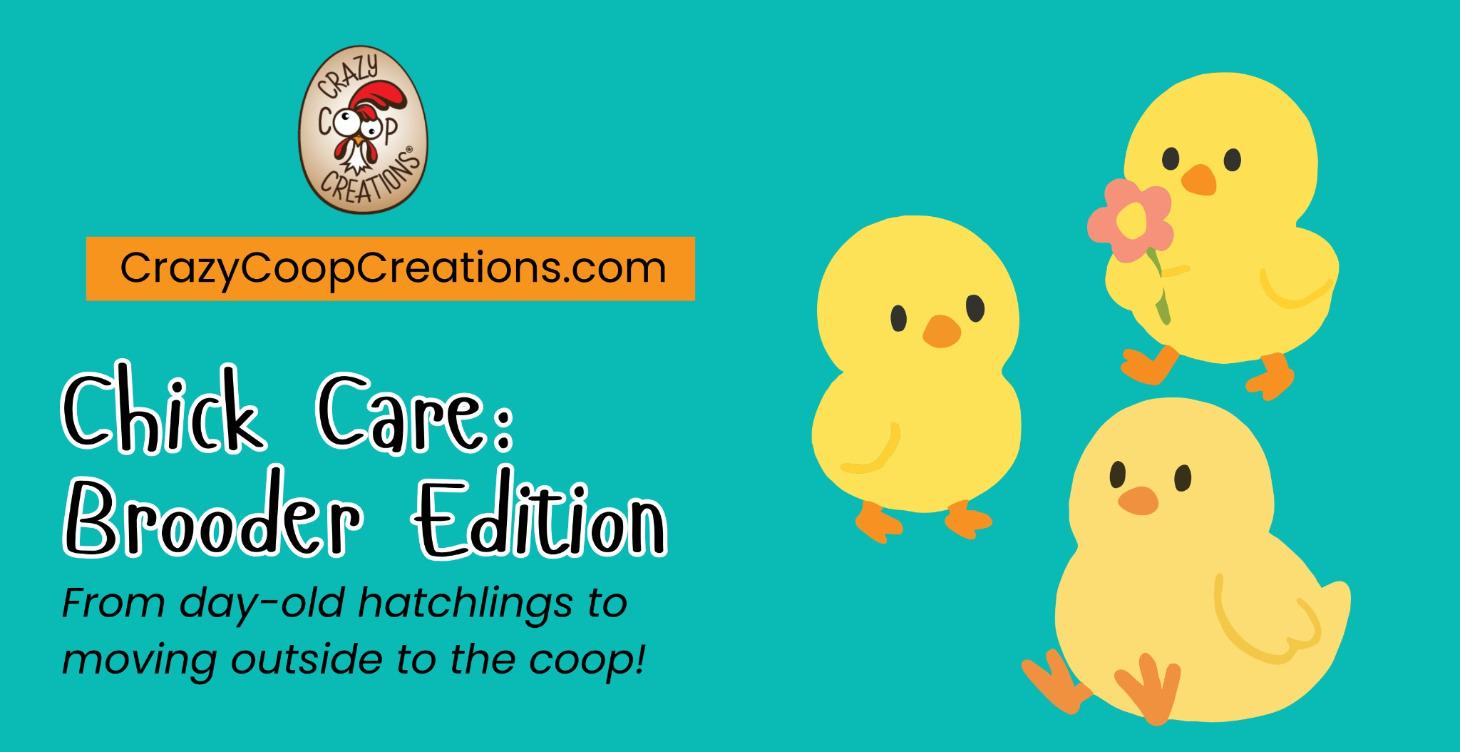 Chick Care