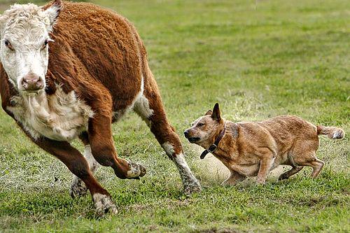 Australian Cattle Dogs