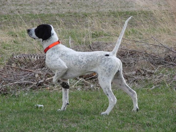 English Pointer