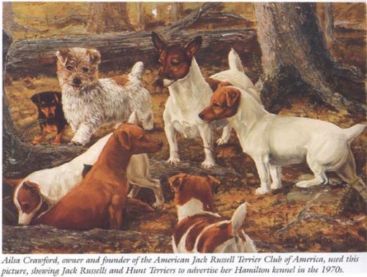 Jack Russell Terrier