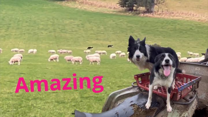Border Collies