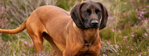 Bavarian Mountain Hound