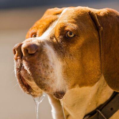 Turkish Pointer