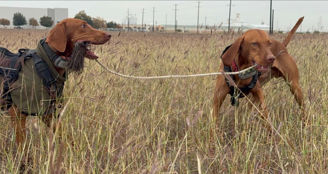 Beyond The Leash