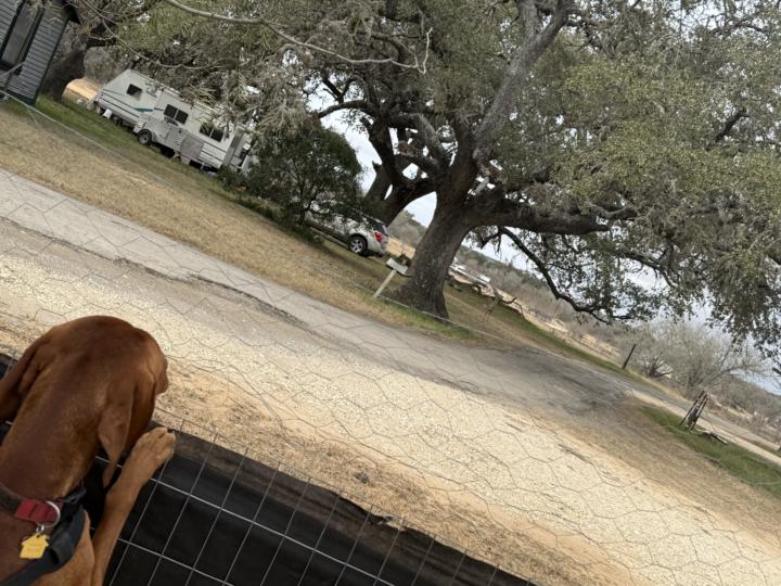 Wildlife Encounter and PST