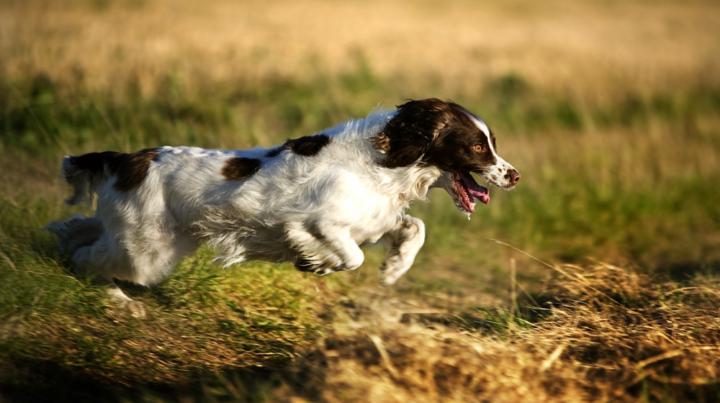 English Springer Spaniel
