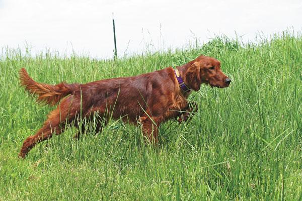 Irish Setter