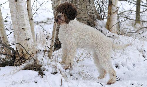 Lagotto Romagnolo