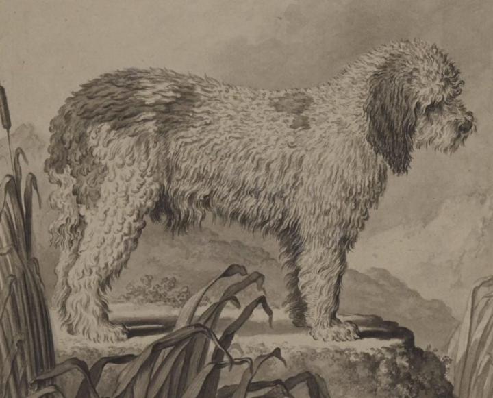 Korthals Griffon