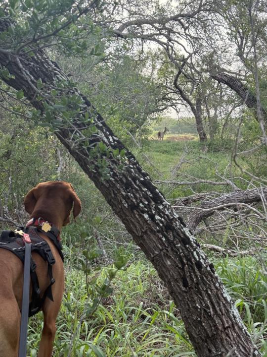 Marker Training and Predation