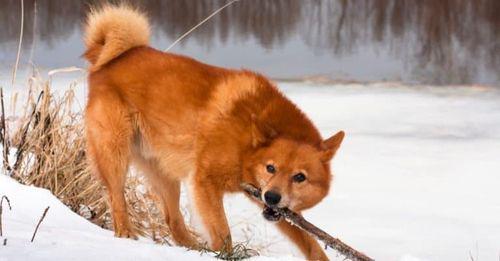 Finnish Spitz