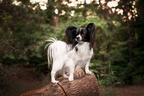Papillon