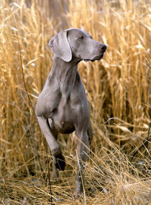 Weimaraner