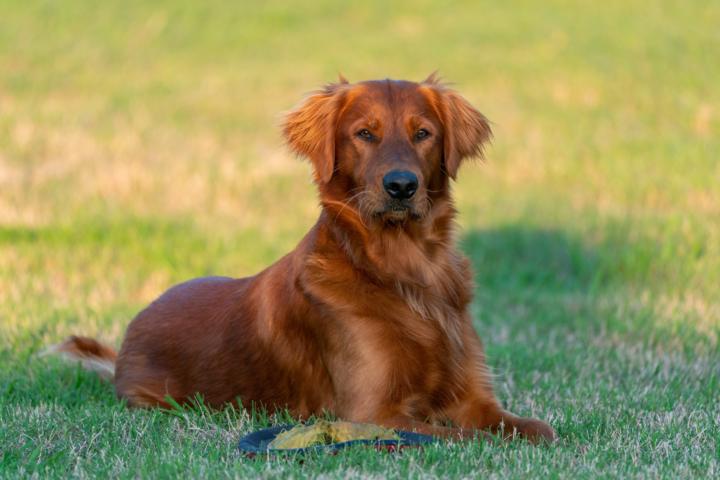Golden Retriever