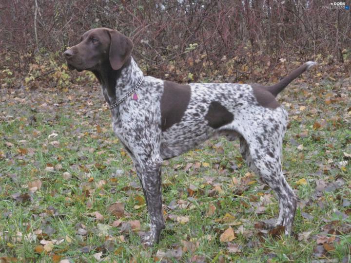 German Shorthaired Pointers