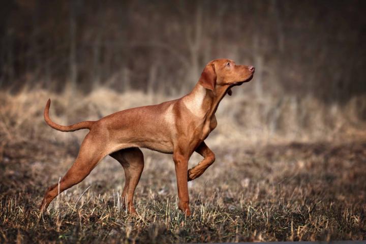 Hungarian Vizsla