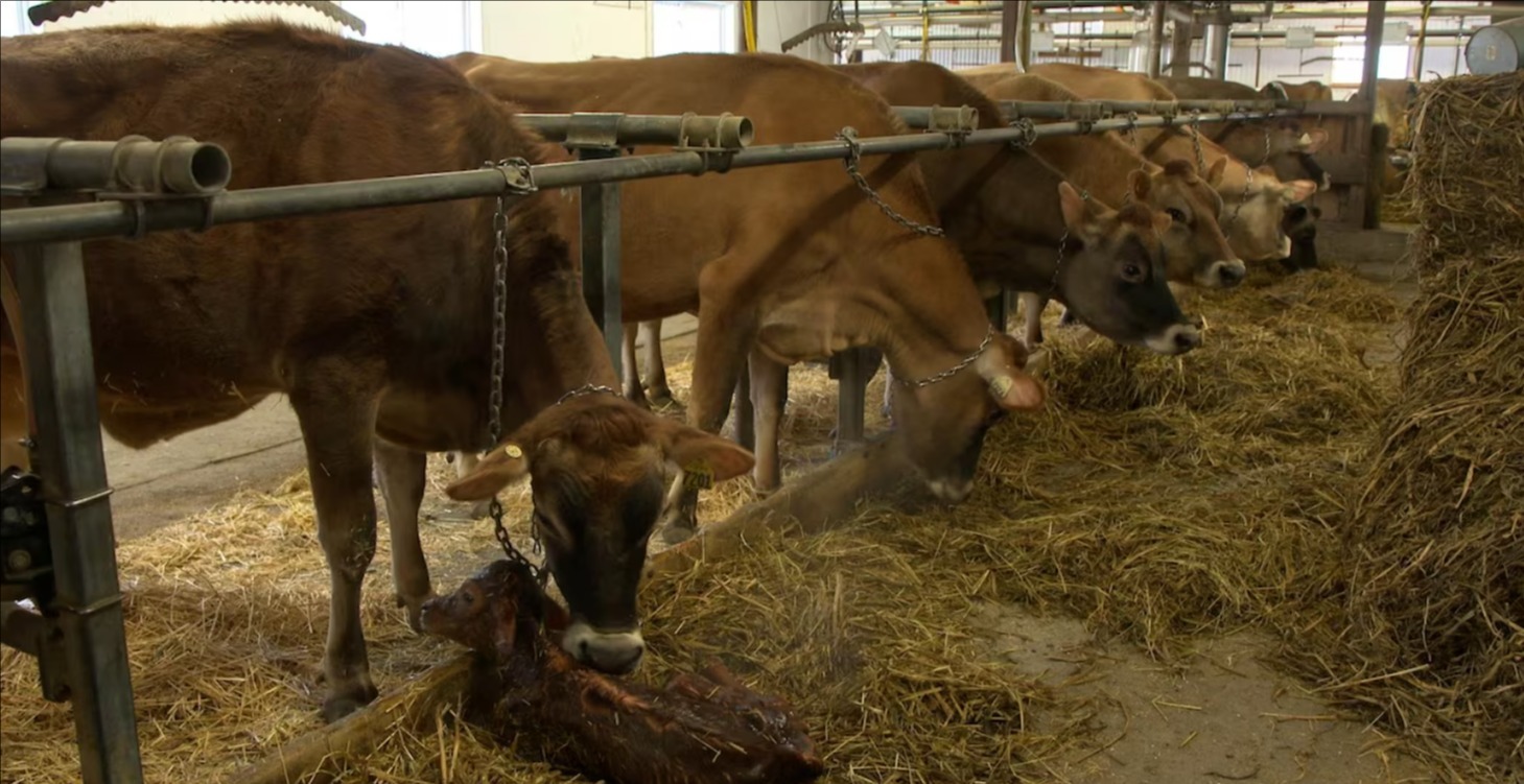Les fondements de La Vache À Lait