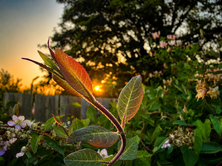Golden Hour in the Garden 🌿✨