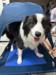虹葦 林
