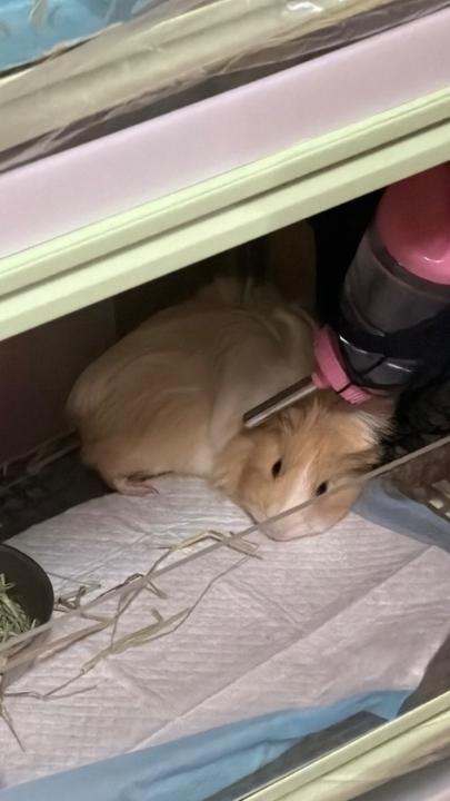 楊 ㄘㄞ ㄒㄘㄞ ㄒ采鑫