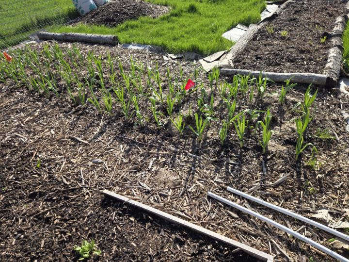 Update from Sprouting North Garden 🧄