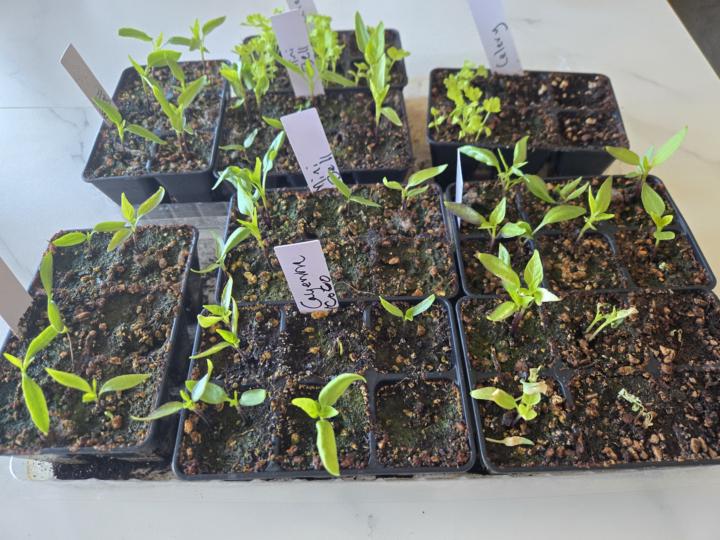 🌶️  Pepper Update: “I Cooked My Plants”