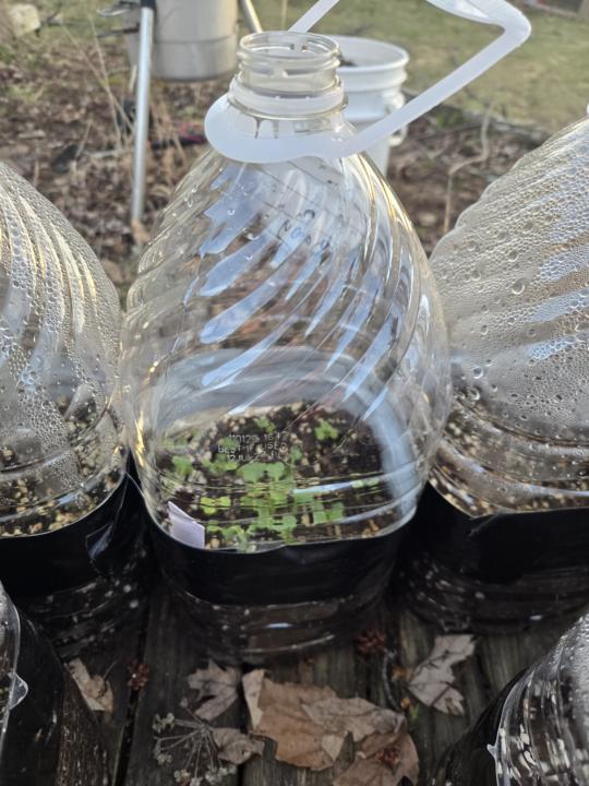 🌱 The Milk/Water Jug Experiment Sprouted…
