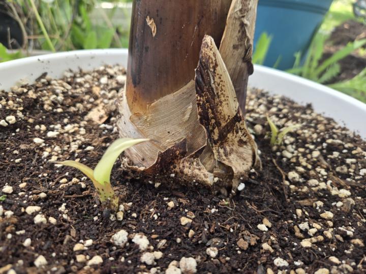 The Banana Tree Expanded Its Operations 🍌