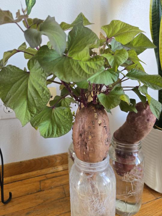 🥔 Sweet Potato Update: This Was Always the Plan…
