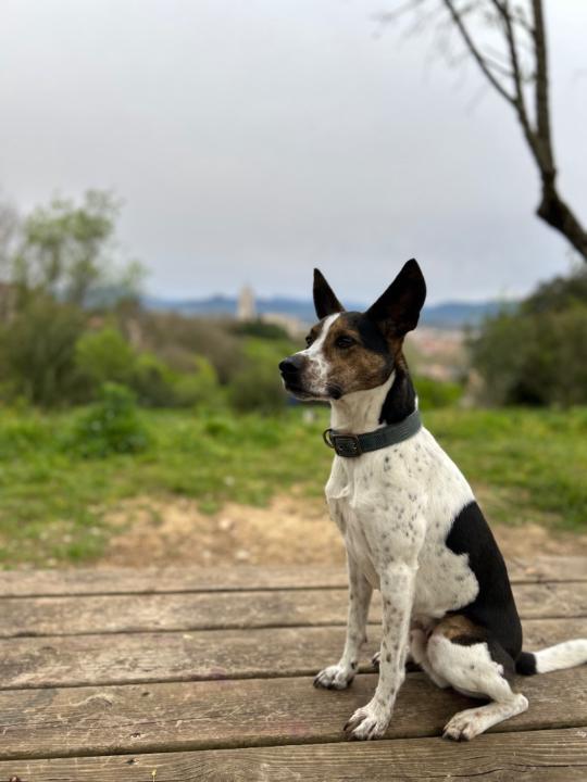 Laura Recasens calvo