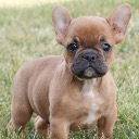 French Bulldog Parents