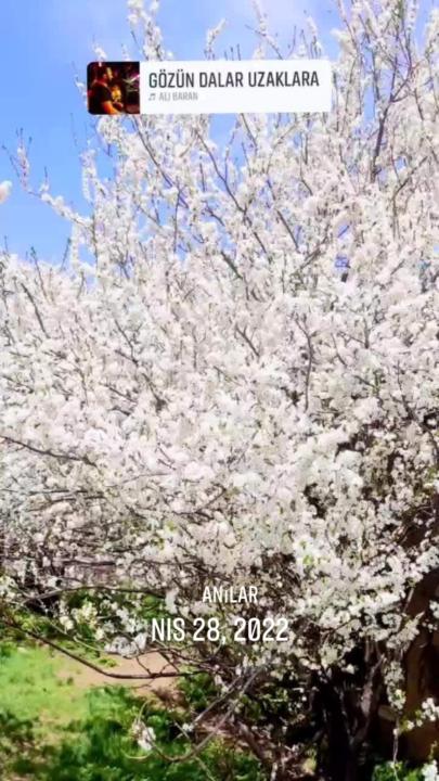 Musa Can  Kaya Musa Can Kaya