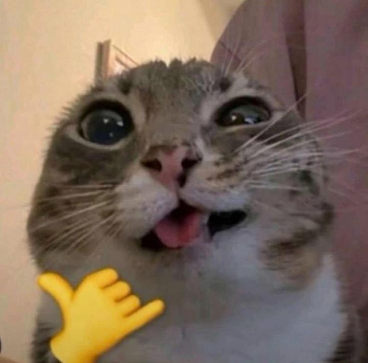 Cabybara .K
