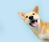 Yuwei Jang