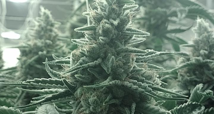 Seed to harvest
