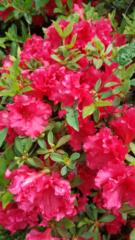 Vũ Thìn