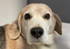 Valérie Schpetlevane